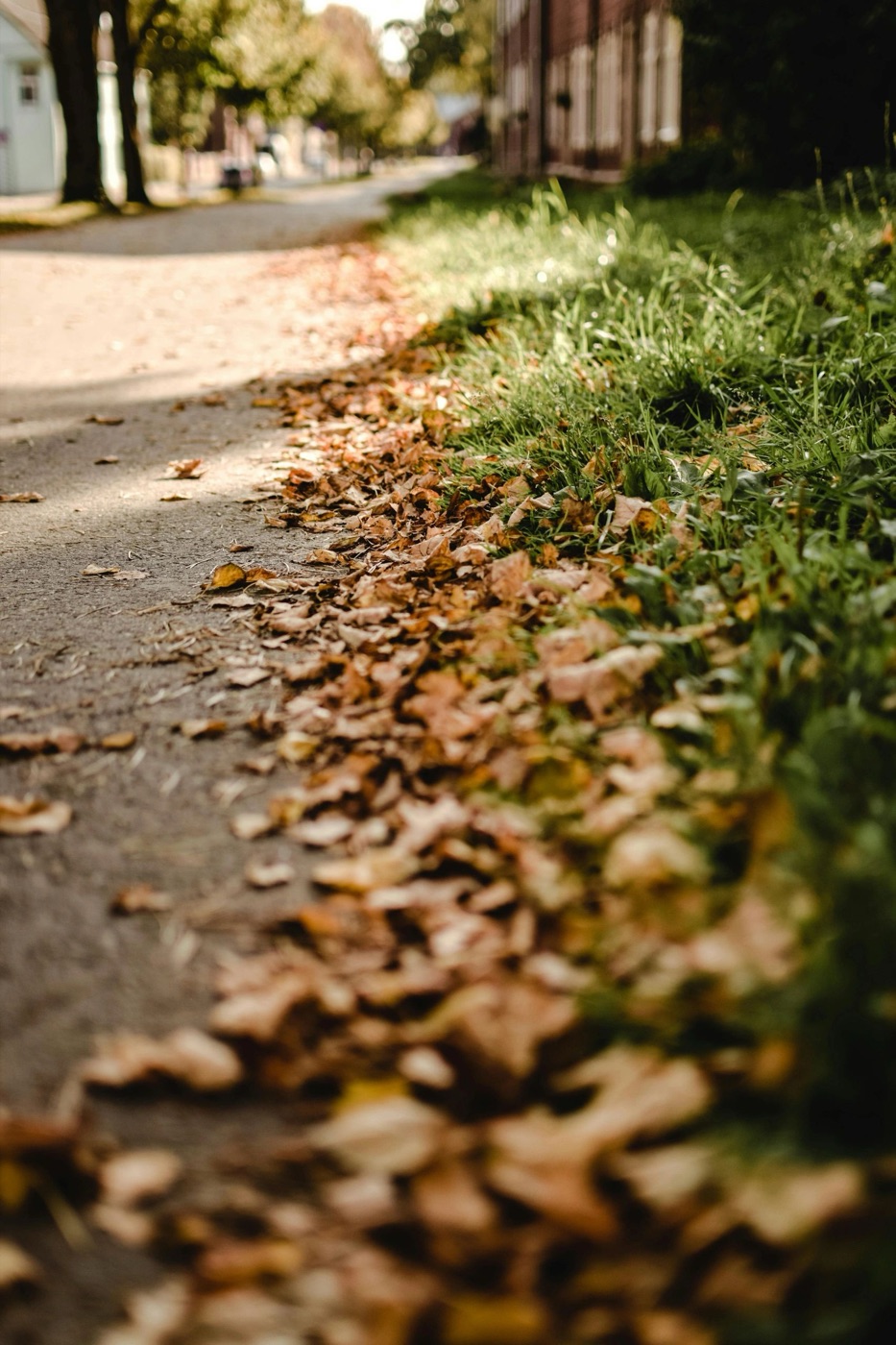 Fallen leaves along the edge of a lawn